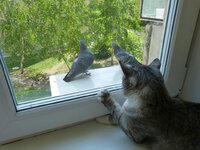 Охота 12.05.13 (4).jpg