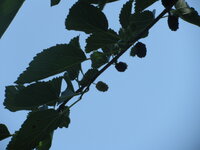 Изображение 048.jpg