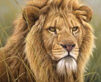 KK-98547 Лев-Король зверей. King of Beasts- Lion.jpg