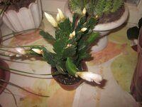 Изображение 2885.jpg