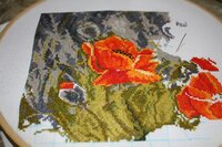 guyana маки 18.12.2011-02.jpg