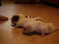 Изображение 628 [Разрешение рабочего стола].jpg