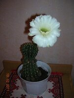 27 Кактус_2.jpg