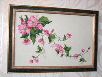 Шиповник Anchor.jpg