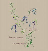 MTSA Salvia Patens.JPG
