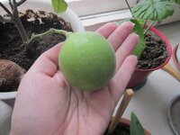 Изображение 31942.jpg