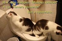 Коты на горшке.jpeg