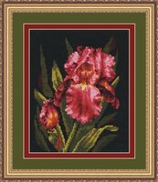 Бархатный ирис.jpeg