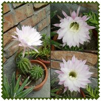 эхинопсис коллаж.jpg