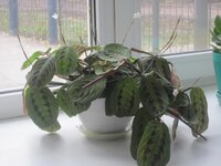 Изображение 2810.jpg