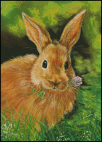 Clover Honey Bunny .jpg