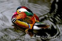 Утка мандаринка.jpg