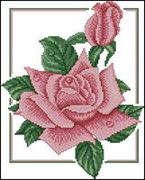 Роза пара.jpg