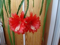 Кактус цветы .jpg