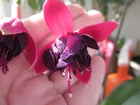 Изображение 1113.jpg