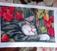 кот готов.jpg