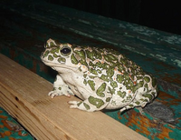 камышовая жаба (Кавказ).png