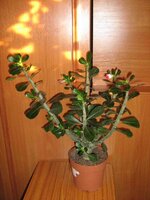 адениум 2.jpg