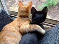 милая парочка.jpg