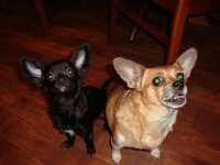 Мои девочки.jpg