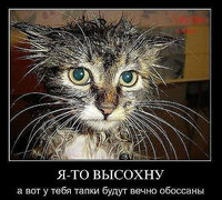 Мокрый кот.jpeg