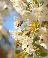 пчелы черешня.jpg