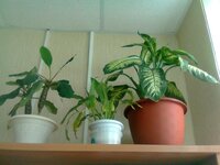 Диффенбахия и еще какой то.jpg