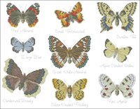 Butterfly sampler 2.jpg