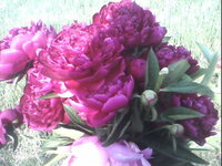 фото и картинки из телефона ззлдхлх 028.jpg