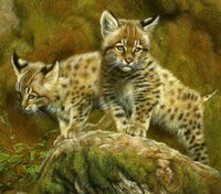 малки диви котки.jpg