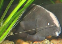 черный нож 2.jpg