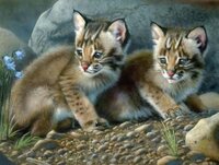 KK-73087 Котята Рыжй Рыси. Bobcat Kittens.jpg