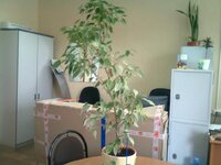 Фикус Бенджамин.jpg