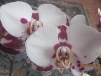 Изображение 296.jpg