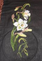 нарциссы 2012 -1.jpg