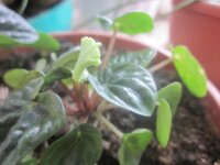 Изображение 31431.jpg