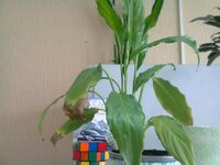 Спацифилум 2.jpg