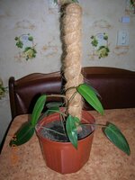 21 Филодендрон.jpg