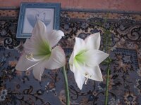 Изображение 899.jpg