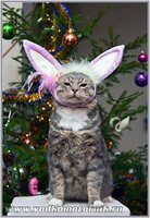 Новый год.jpg