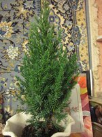 Изображение 2137.jpg