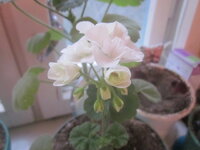 Изображение 32890.jpg