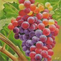 виноград.jpg