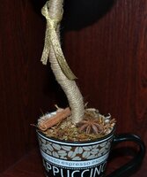 кофейное дерево 3.jpg