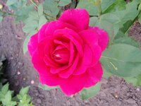 форум розы 1.jpg