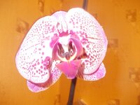 Изображение 287904.jpg