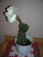 27 кактус_3.jpg