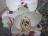 Изображение 295.jpg