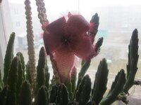 Изображение 2862.jpg