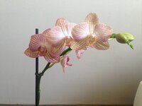 2014-08-14 12-53-08.jpg